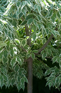Benthamidia japonica (samaritan dogwood)