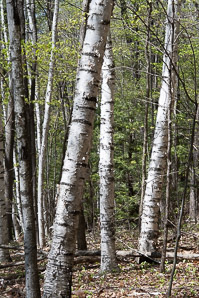 Betula papyrifera (American white birch, paper birch, canoe birch, silver birch, American birch, white birch)