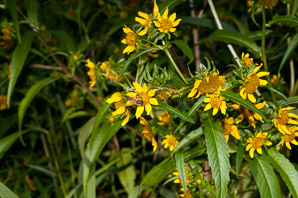 Bidens laevis (bur-marigolds, sticktights, smooth beggartick, smooth bidens, smooth bur marigold, larger bur marigold)