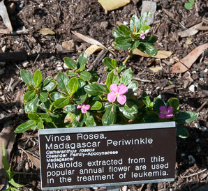 Catharanthus roseus (vinca rosea, Madagascar periwinkle)