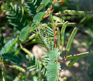 Chamaecrista nictitans (wild sensitive plant, wild sensitive-pea, sensitive partridge pea)