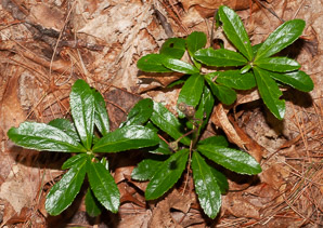 Chimaphila umbellata (common pipsissewa, noble prince’s-pine, pipsissewa)
