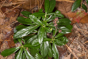 Chimaphila umbellata (common pipsissewa, noble prince’s-pine, pipsissewa)