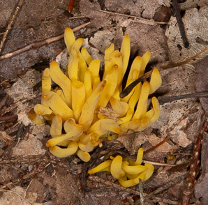 Clavulinopsis fusiformis (golden spindles)