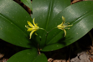 Clintonia borealis (yellow clintonia, bluebead lily, blue-bead lily, clintonia, Clinton’s lily, corn lily, cow tongue, yellow beadlily, yellow bluebeadlily, snakeberry, dogberry, straw lily, bluebead)