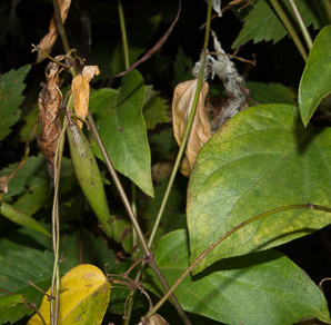 Cynanchum louiseae (black swallowort, Louise’s swallow-wort, black dog-strangling vine, black swallowwort)