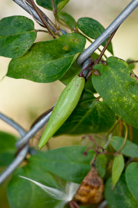 Cynanchum louiseae (black swallowort, Louise’s swallow-wort, black dog-strangling vine, black swallowwort)