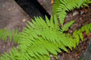 Dennstaedtia punctilobula (hay-scented fern, eastern hayscented fern)