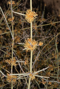 Ephedra trifurca (longleaf jointfir, Mexican tea)