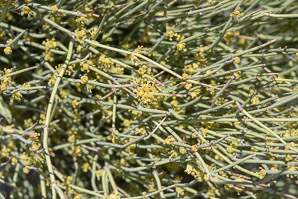 Ephedra trifurca (longleaf jointfir, Mexican tea)