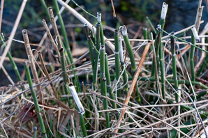 Equisetum hyemale (rough horsetail, common scouring rush)