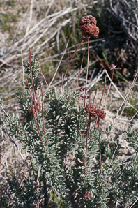 Eriogonum fasciculatum (California buckwheat, Eastern mojave buckwheat)