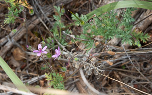 Erodium cicutarium (storksbill, filaree, redstem, redstem stork’s bill, pinweed, cutleaf filaree, pinclover, pingrass, heronbill)