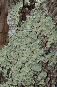 Flavoparmelia caperata (common greenshield, flavoparmelia lichen)