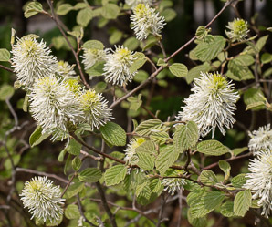 Fothergilla gardenii (dwarf fothergilla, dwarf witchalder)