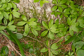 Galium aparine (catchweed bedstraw, stickywilly)