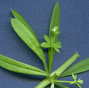 Galium aparine (catchweed bedstraw, stickywilly)
