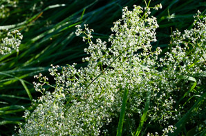 Galium mollugo (smooth bedstraw, false baby’s breath, upright bedstraw, upright hedge bedstraw, white bedstraw, wild madder)