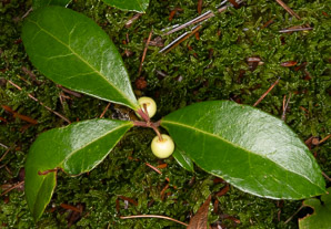 Gaultheria procumbens (creeping wintergreen, wintergreen, Eastern teaberry, checkerberry, boxberry, American wintergreen)