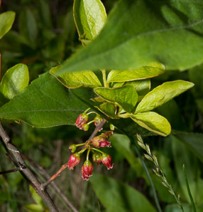 Gaylussacia baccata (black huckleberry, common huckleberry)