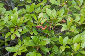 Gaylussacia baccata (black huckleberry, common huckleberry)