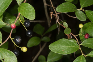 Gaylussacia baccata (black huckleberry, common huckleberry)