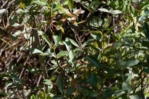 Gaylussacia dumosa (dwarf huckleberry, bush huckleberry, gopherberry)