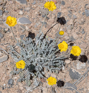 Geraea canescens (desert sunflower, hairy desert sunflower, desert gold, hairy desertsunflower)