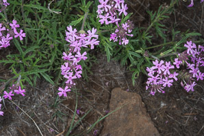 Glandularia bipinnatifida (Dakota verbena, Davis Mountain mock vervain)
