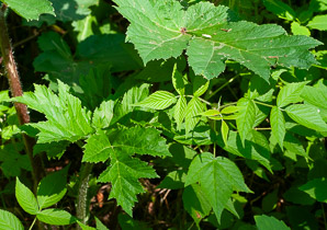 Heracleum maximum (cow parsnip, Indian celery, pushki, common cowparsnip)