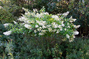 Hydrangea arborescens (smooth hydrangea, wild hydrangea)