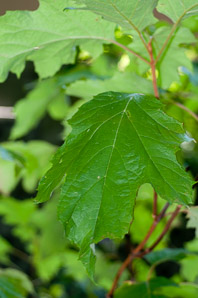 Hydrangea quercifolia (oak leaved hydrangea, oakleaf hydrangea)