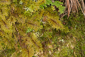Hylocomium splendens (splendid feather moss, glittering woodmoss, stairstep moss, mountain fern moss)