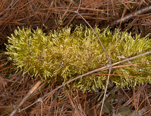 Hypnum cupressiforme (cypress-leaved plaitmoss, hypnum moss)