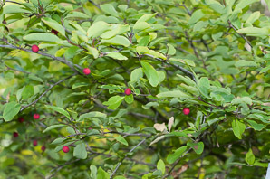 Ilex mucronata (mountain holly, swamp holly, catberry)