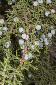 Juniperus osteosperma (Utah juniper)