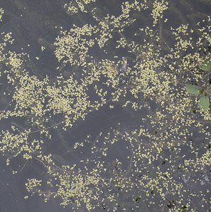 Lemna minor (common duckweed)