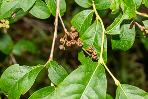 Lyonia ligustrina (maleberry, he-huckleberry)