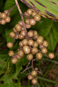 Maianthemum racemosum (false Solomon’s seal, treacleberry, Solomon’s plume, false spikenard)