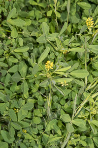 Medicago sativa (yellow flower alfalfa, falcata)