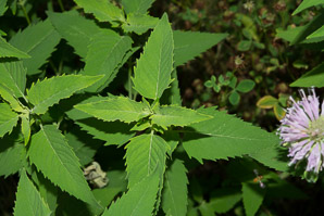 Monarda bradburiana (wild bergamot, bee balm, eastern beebalm)