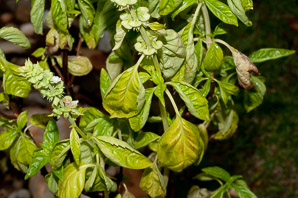 Ocimum basilicum (basil, sweet basil)