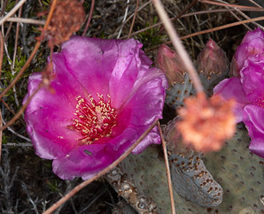 Opuntia basilaris (beavertail cactus, beavertail pricklypear)