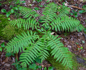 Osmunda cinnamomea (cinnamon fern)