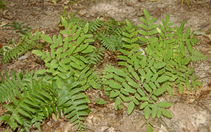 Osmunda regalis (royal fern)