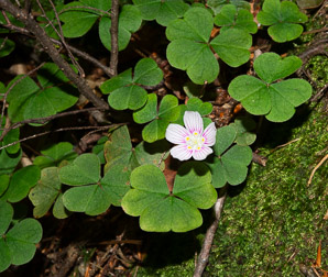 Oxalis montana (common wood sorrel, mountain woodsorrel, wood shamrock, white woodsorrel, wood sorrel)
