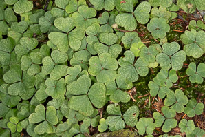 Oxalis montana (common wood sorrel, mountain woodsorrel, wood shamrock, white woodsorrel, wood sorrel)