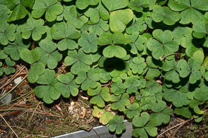 Oxalis montana (common wood sorrel, mountain woodsorrel, wood shamrock, white woodsorrel, wood sorrel)