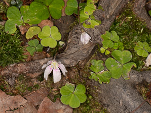 Oxalis montana (common wood sorrel, mountain woodsorrel, wood shamrock, white woodsorrel, wood sorrel)
