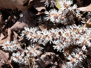Pachysandra procumbens (pachysandra, Alleghany spurge, Alleghany pachysandra, Allegheny-spurge)